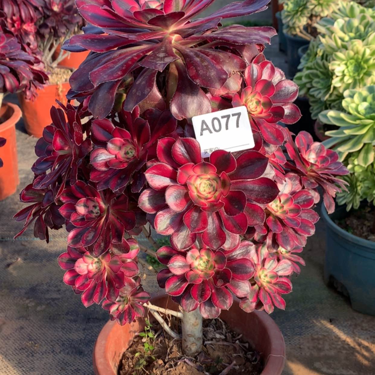 【闪购商品】77香奈儿