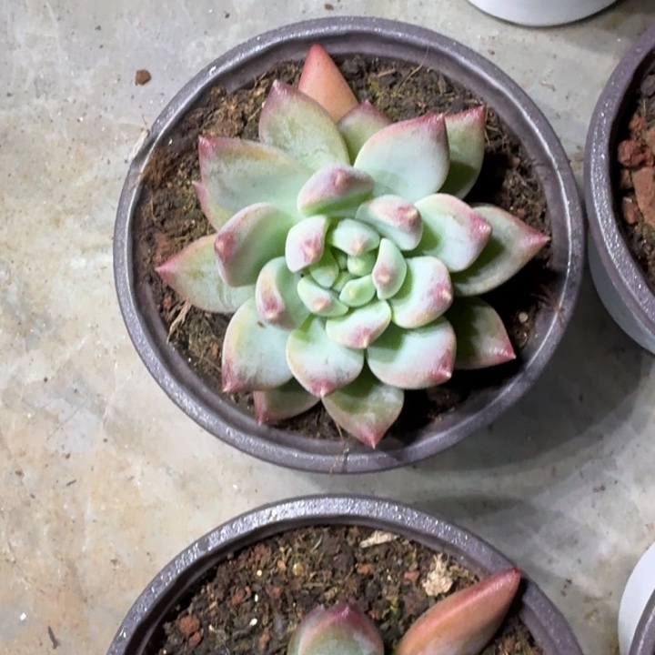 韦斯特曼 单头 一物一拍