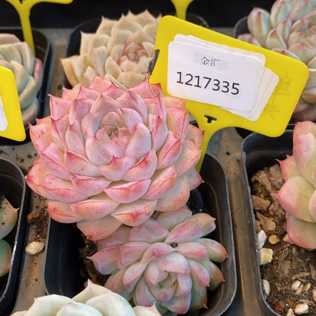 福利多多。1217335