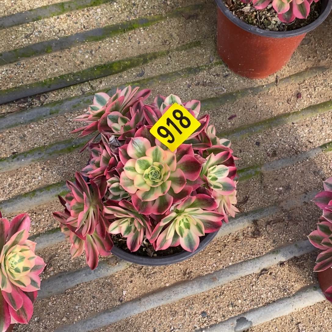 小女巫多肉法师918