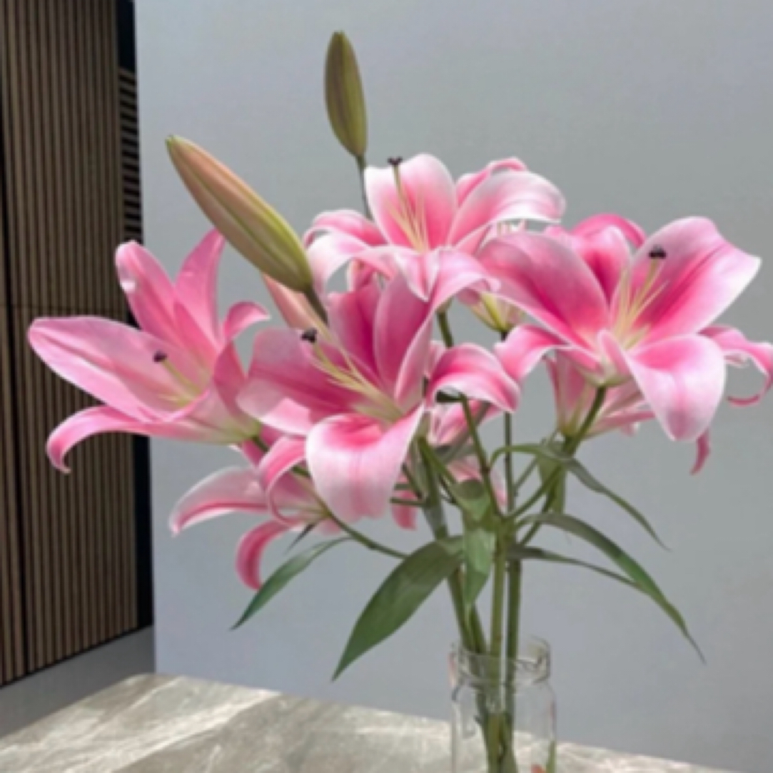 【伊春巧遇花店】粉百合6朵全场任意两单免运费