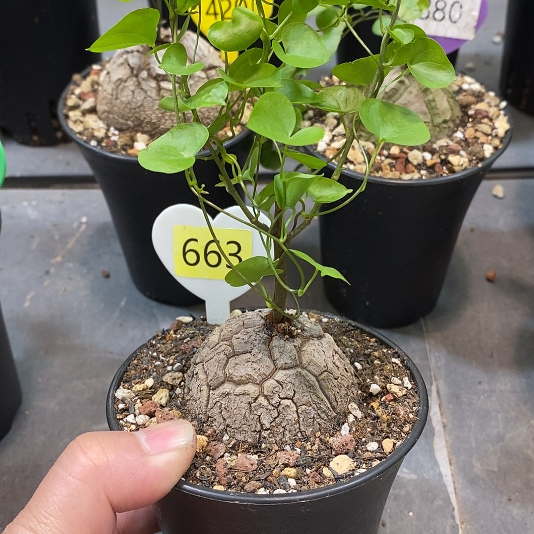 南非龟甲龙龟甲龙