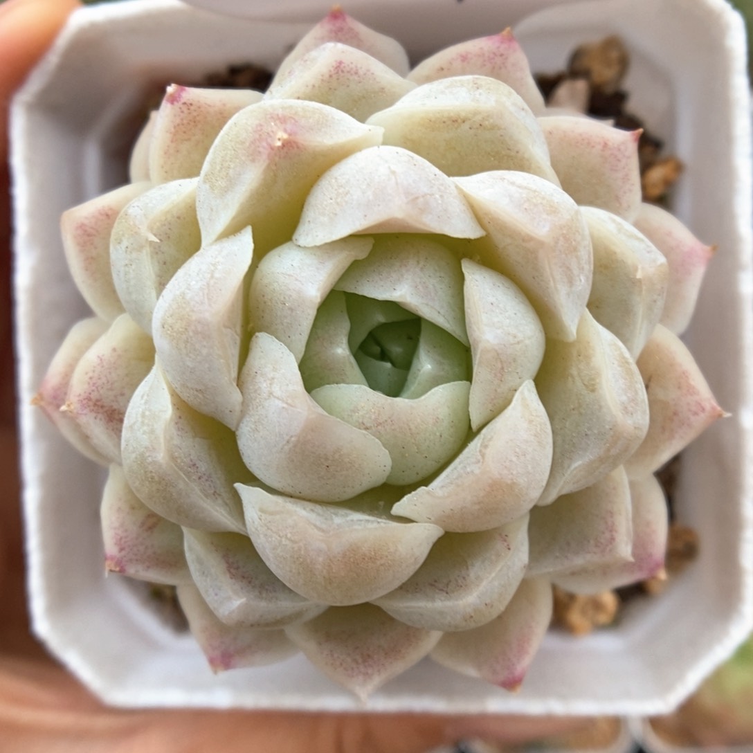 白月影可拍904号。     