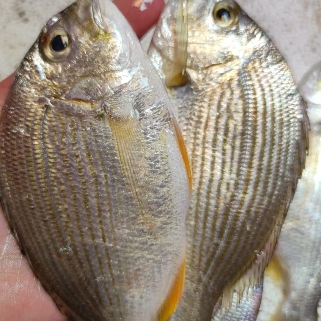 神泉本港浅海班头鱼