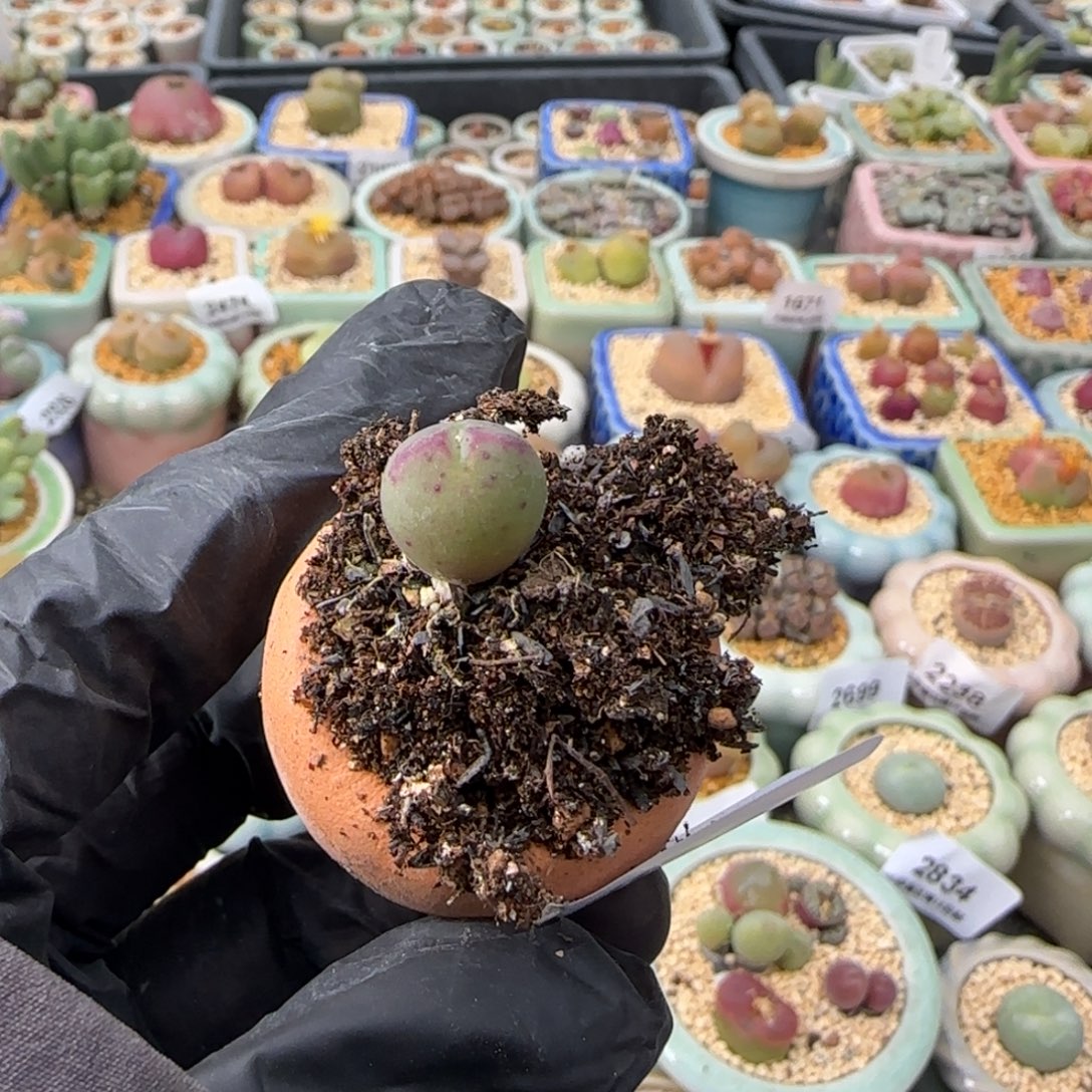 l****2943--一物一拍 带盆