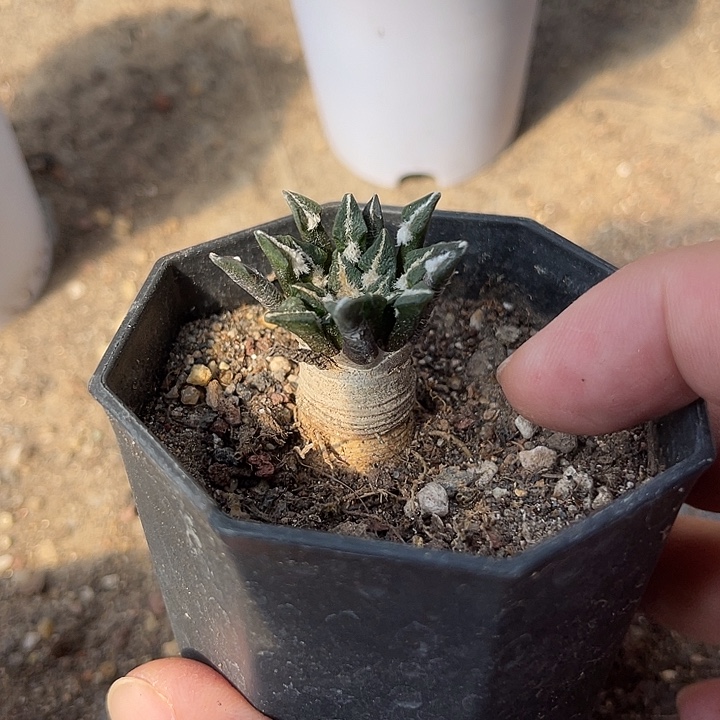 无花朵实生黑牡丹一物一拍