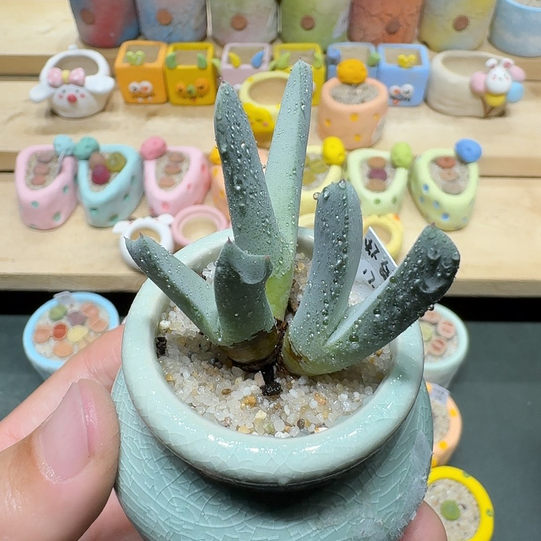 红陶蘑菇523虾钳