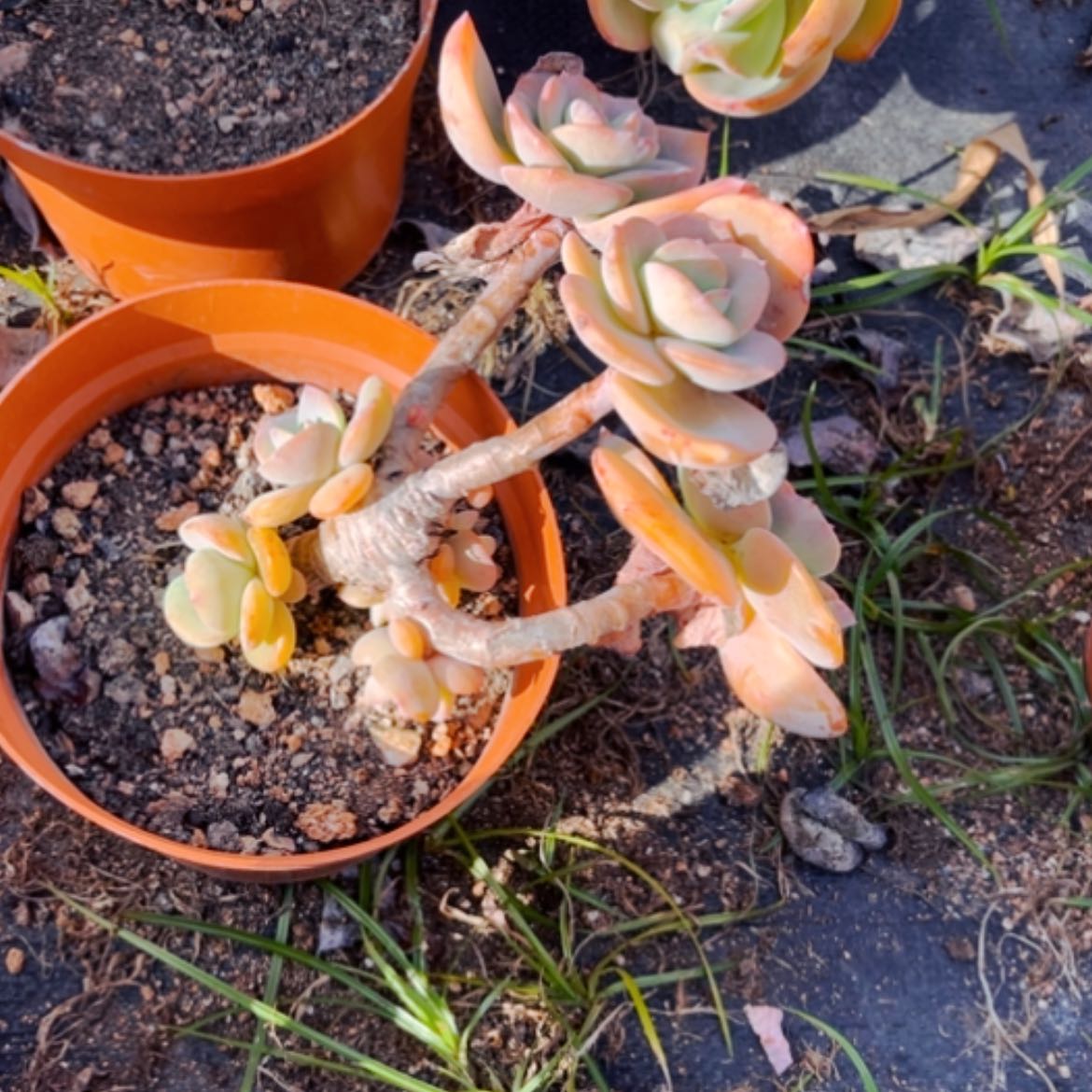 【闪购商品】三**花白凤