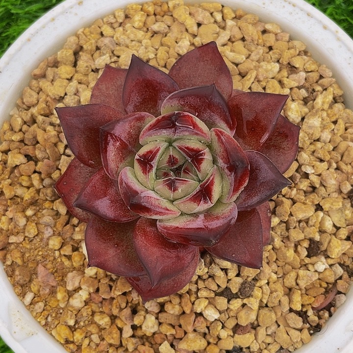 一物一拍夜魔侠哦