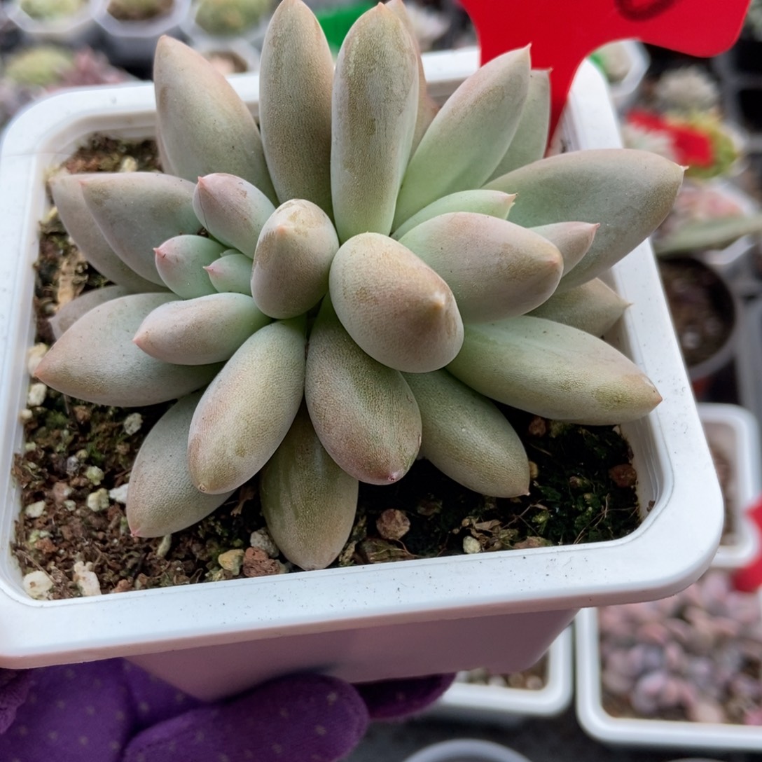 1950哥特多肉植物多肉