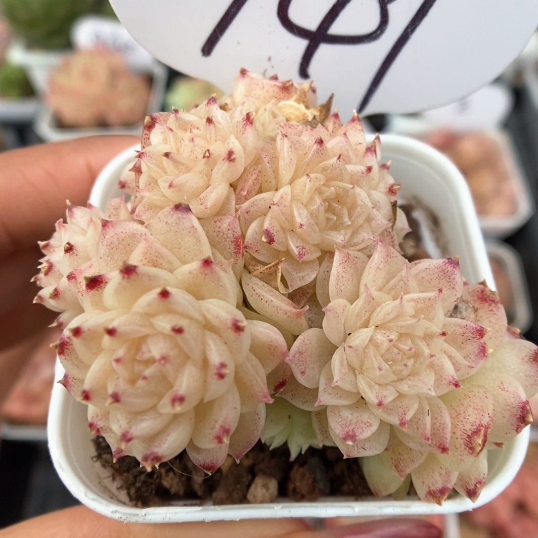 花朵脸麦杆群生941号