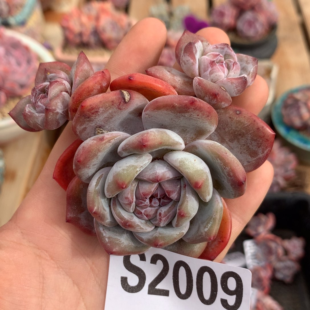 S2009 星影石榴籽紫心 无根福利