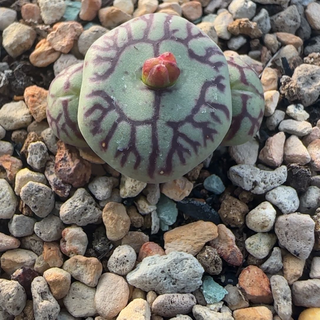 多肉火大Y661优选株8号