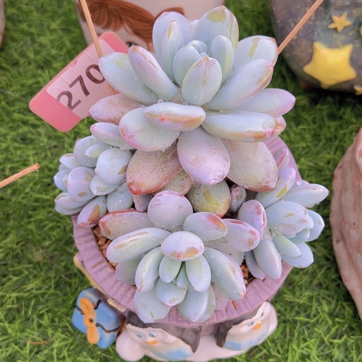 健健康康平平安安