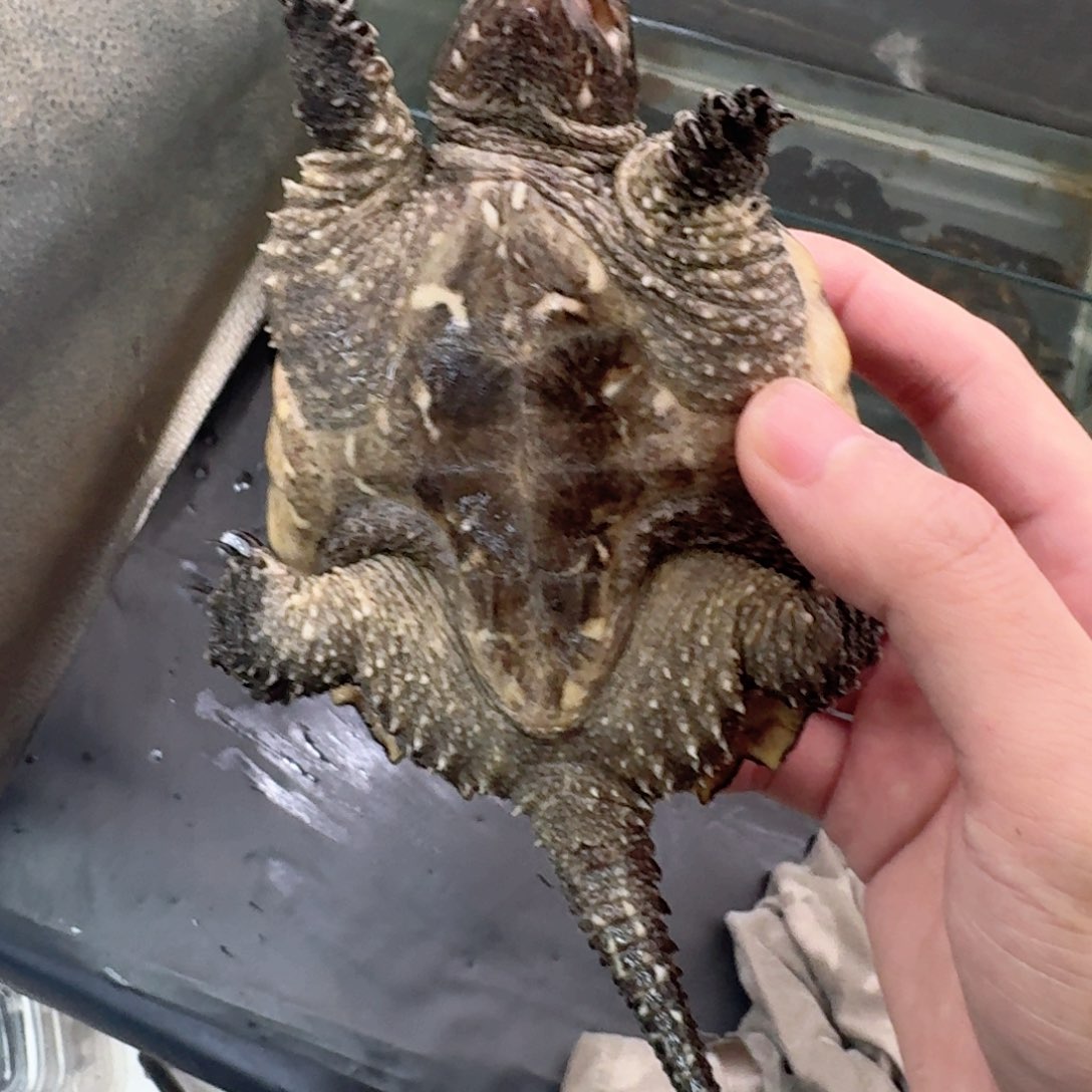 宠物龟不分公母111