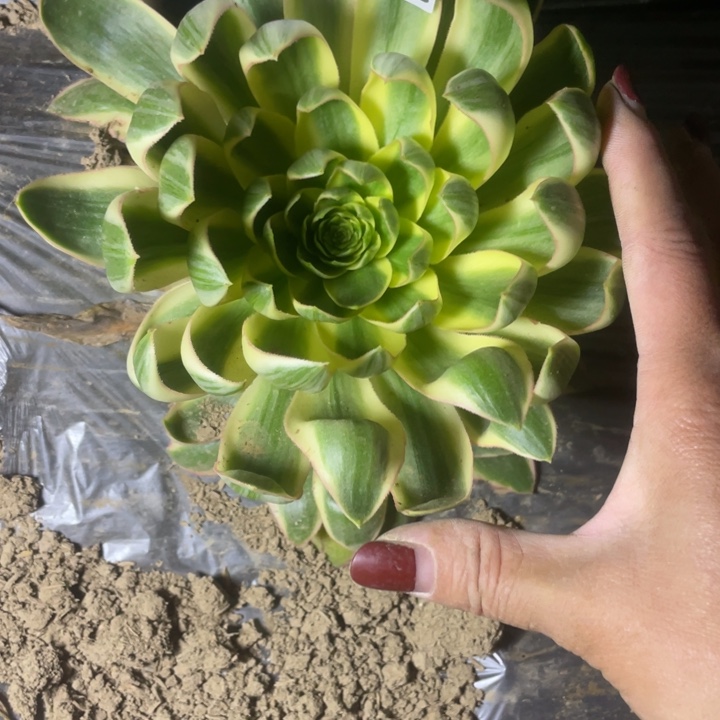 3371二号棚清莲多肉植物A