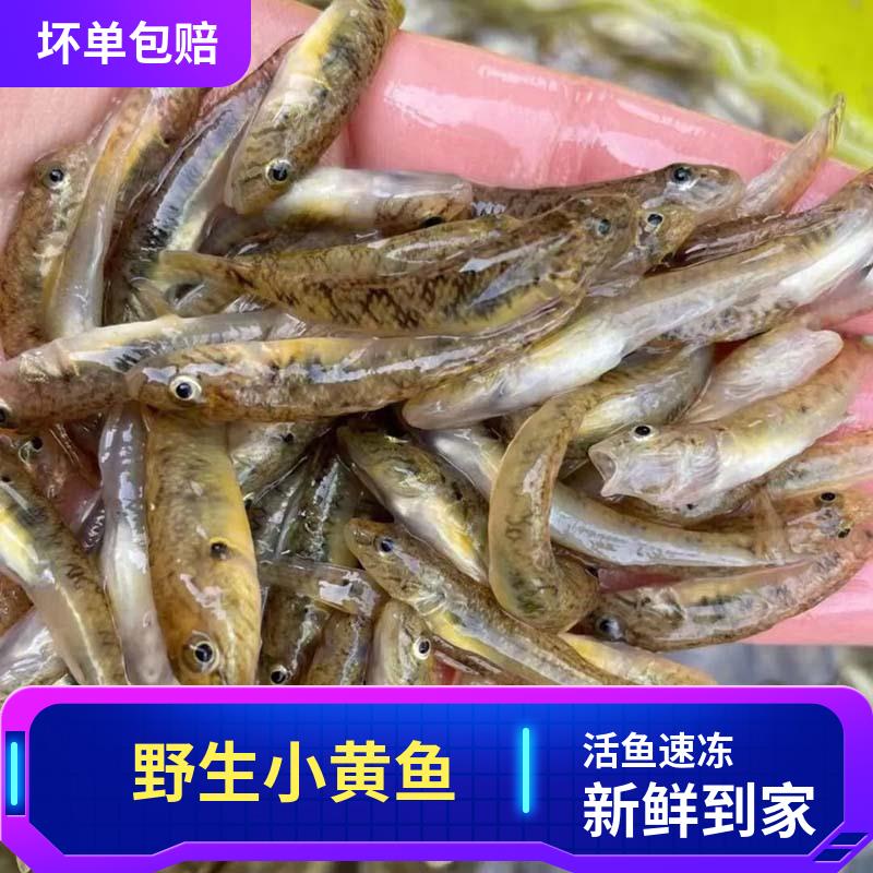 野生小黄鱼淡水沙尖鱼虾虎鱼新鲜山坑河鱼