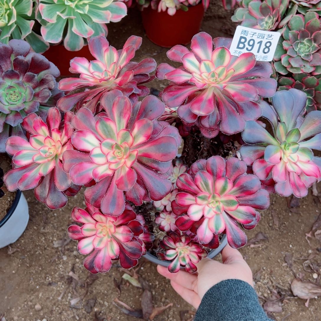 花蝴蝶多肉植物918号