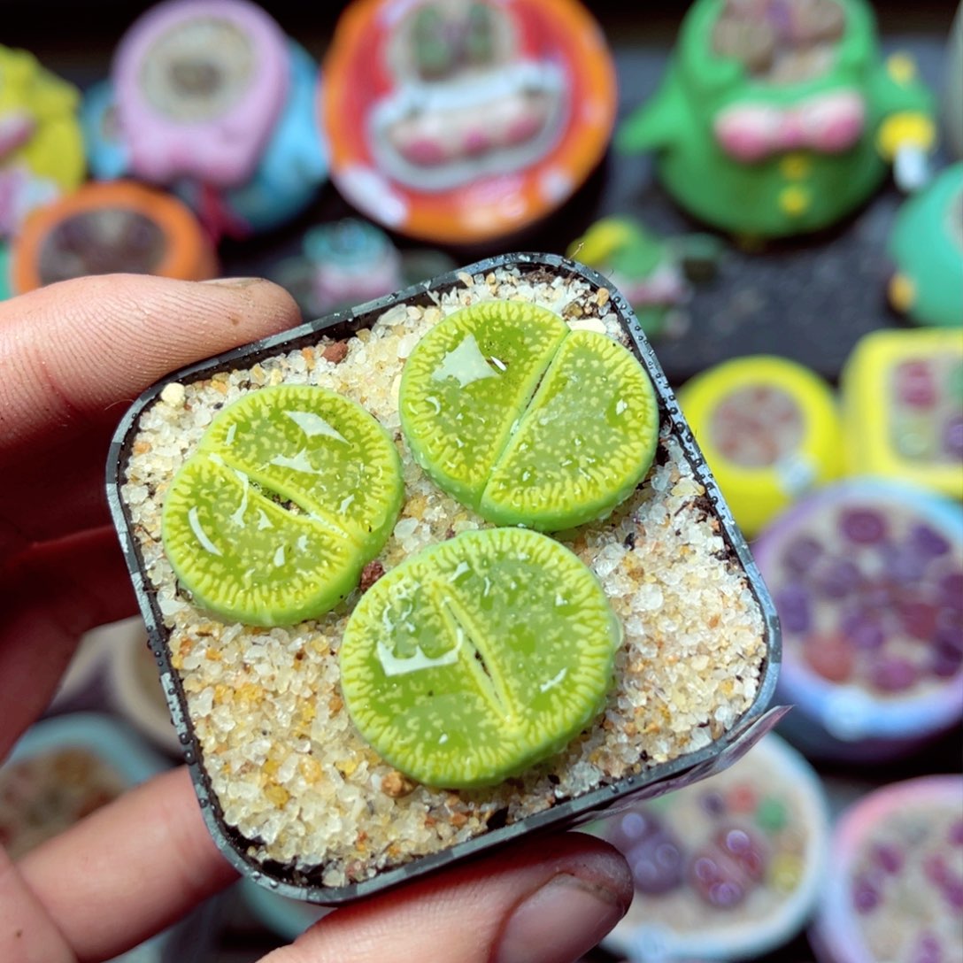 439生石花带盆发