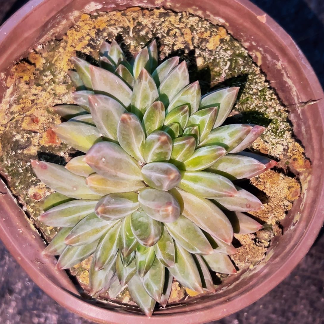 桔云多肉美人精品系列