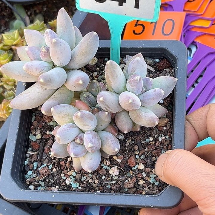 多肉植物星空美人341