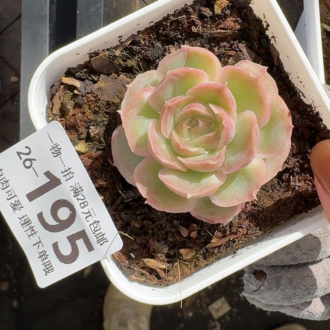 水晶虾饺无盆土发货无