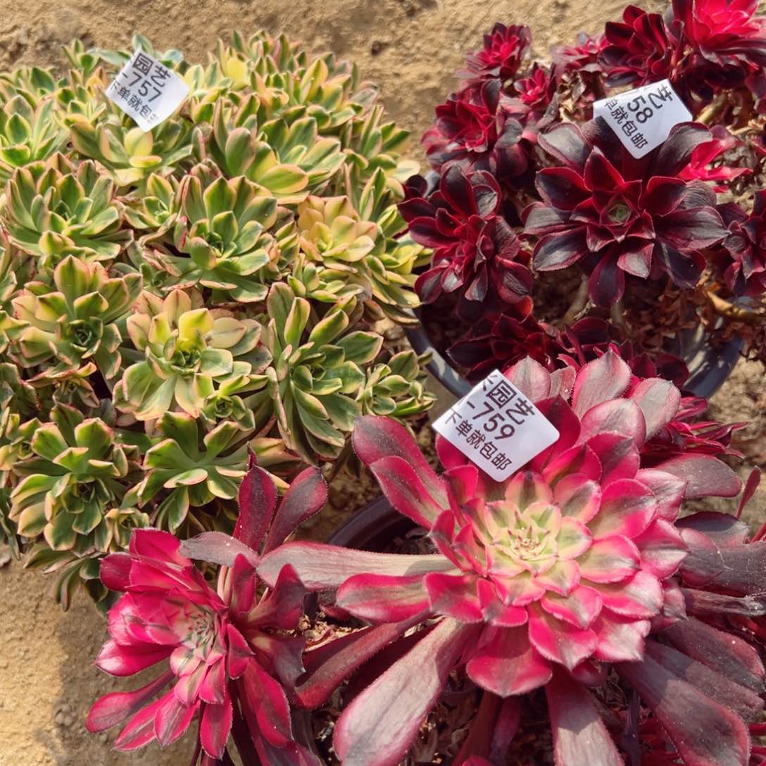 甜茶美杜莎红铜白组多肉植物757-58-59