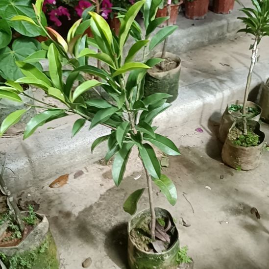 墨西哥人心果嫁接苗一物一拍原盆原土发货