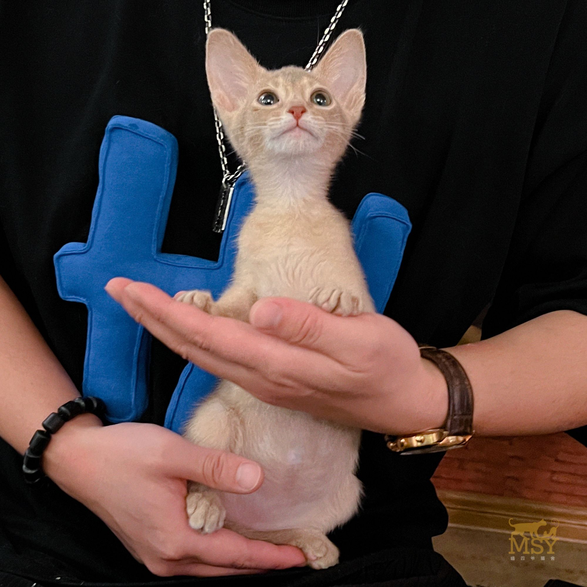 小鹿色阿比西亚猫猫咪活体MSY喵四爷猫舍