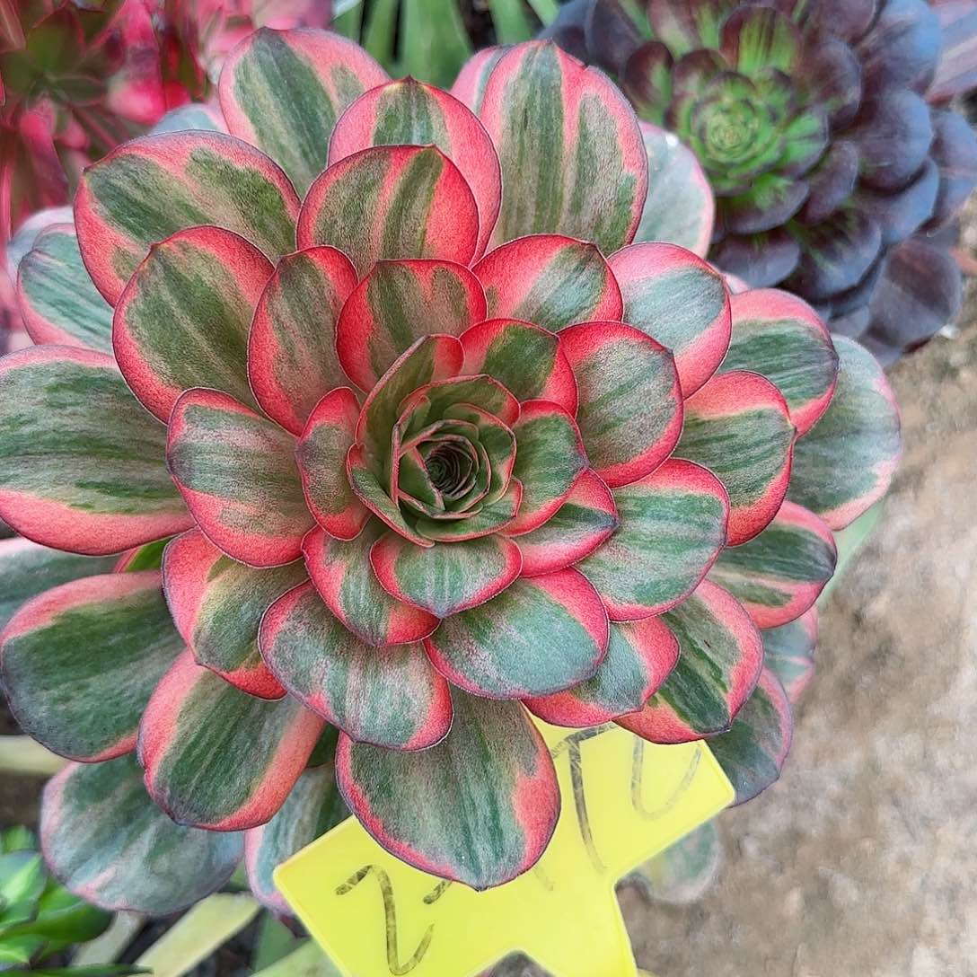 2-472--+多头多肉植物