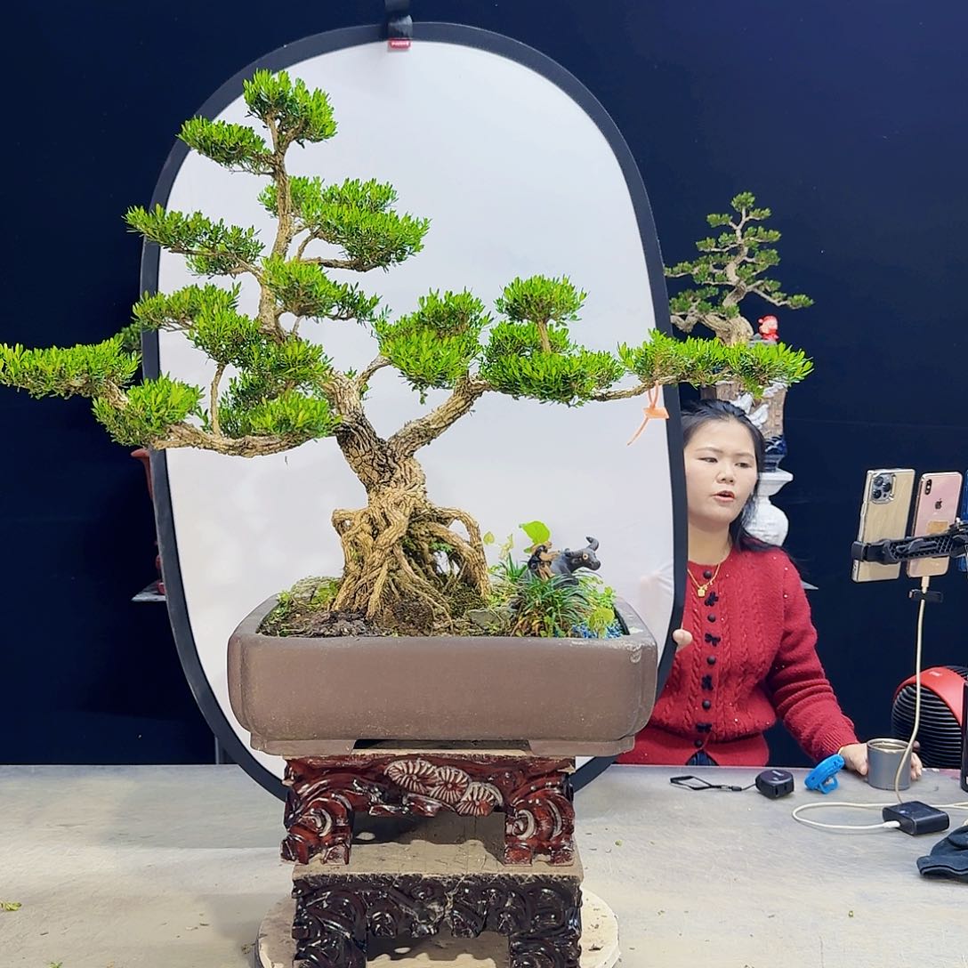 高端盆景艺术作品