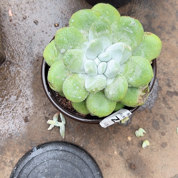 小鹿多肉一物一拍2159