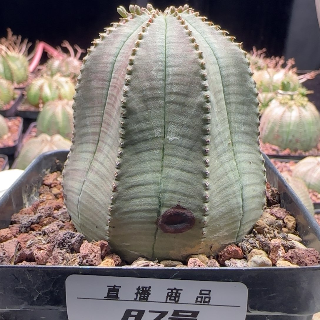 87号欧系布纹球，实生，尺寸（6）厘米带盆
