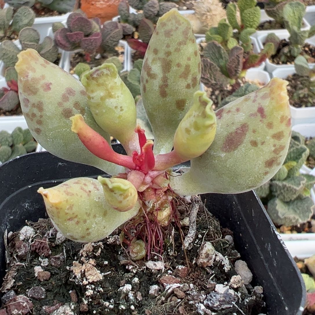 黄金海豹单头纯木质桩多肉植物水泡