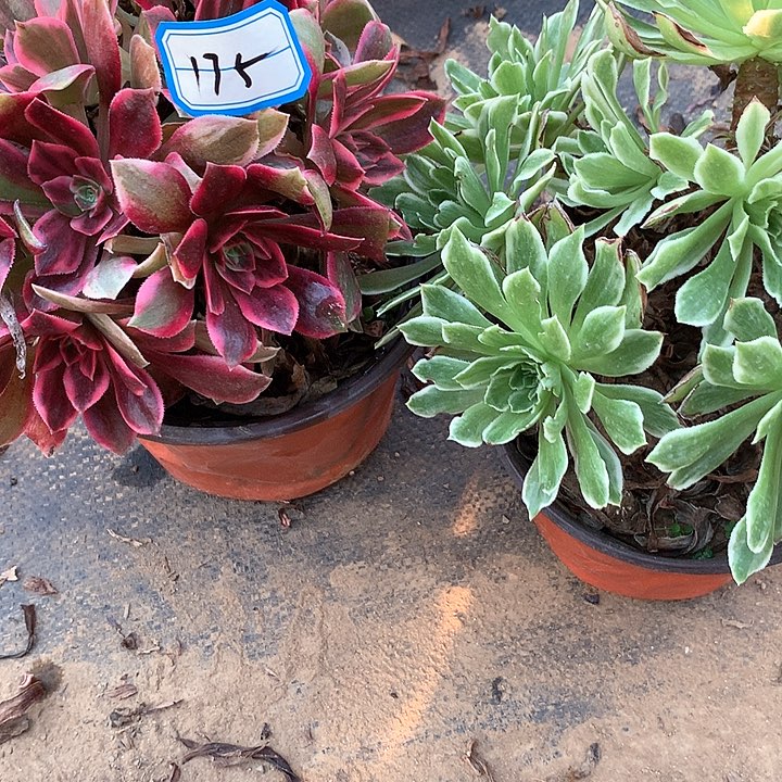 多肉植物换纱碧浪组合135