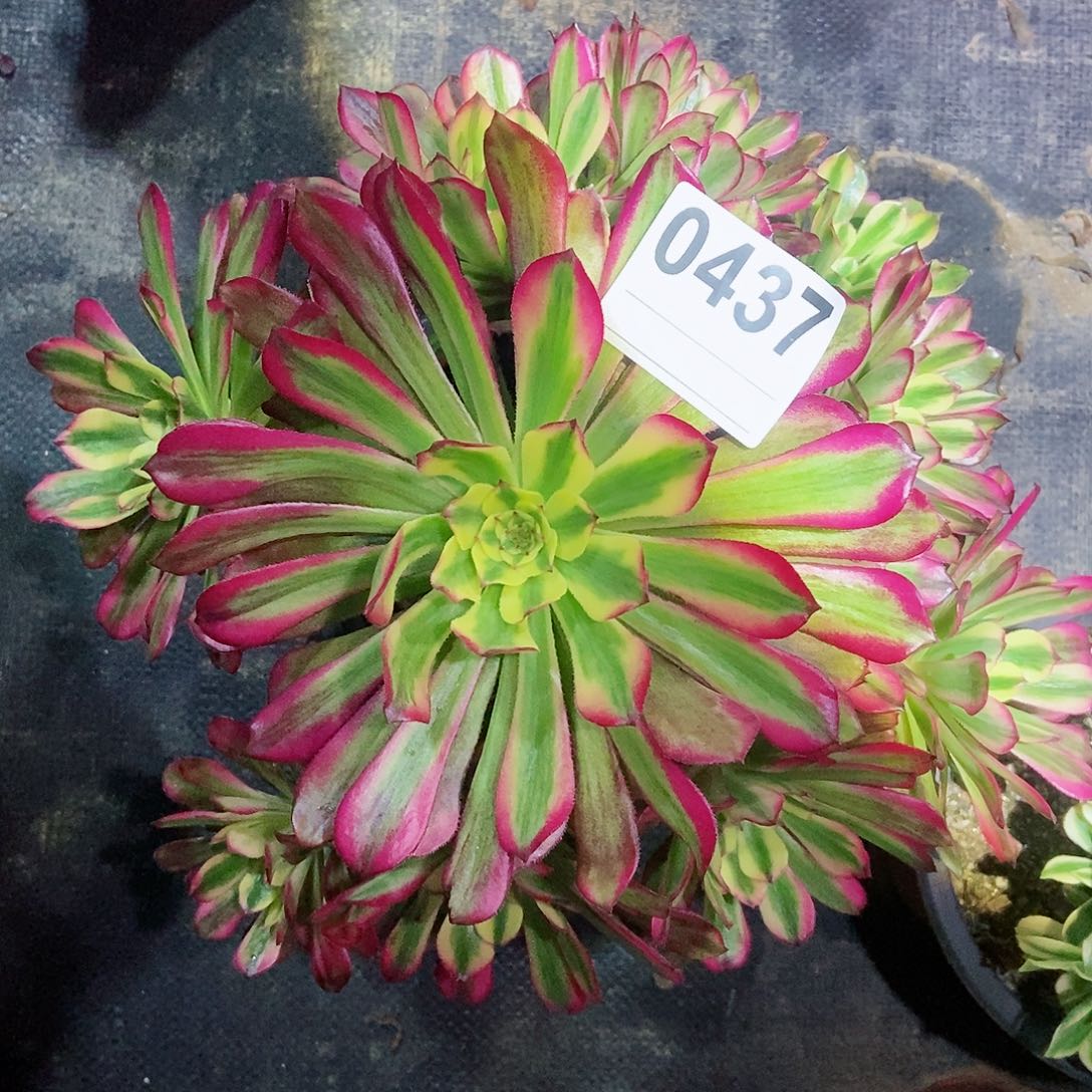 红陶0437维纳斯3多肉