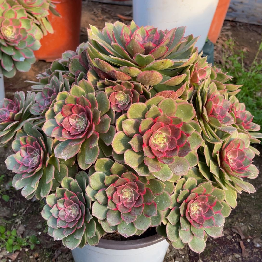 751粉花妖精品法师多肉