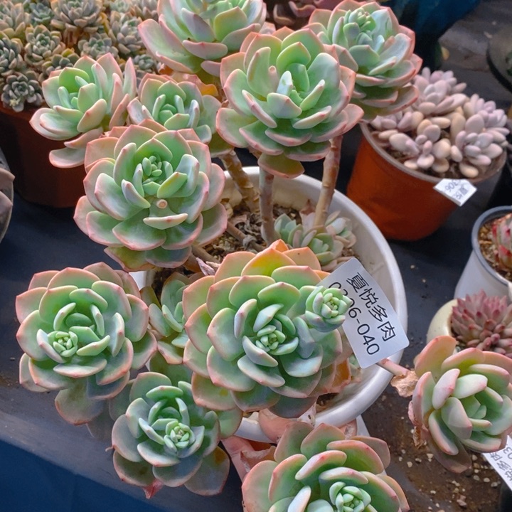 夏悦多肉0306-40白月光