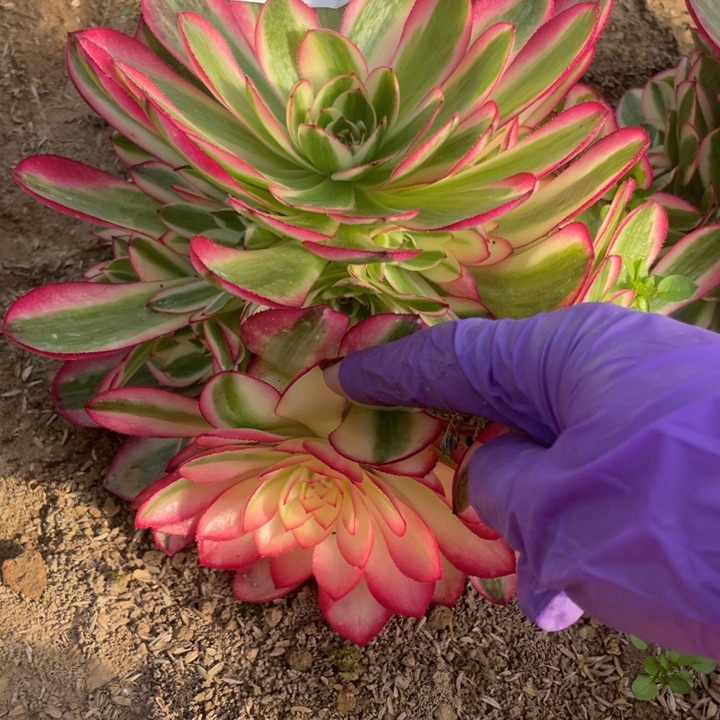 2288二号棚倾城多肉植物L