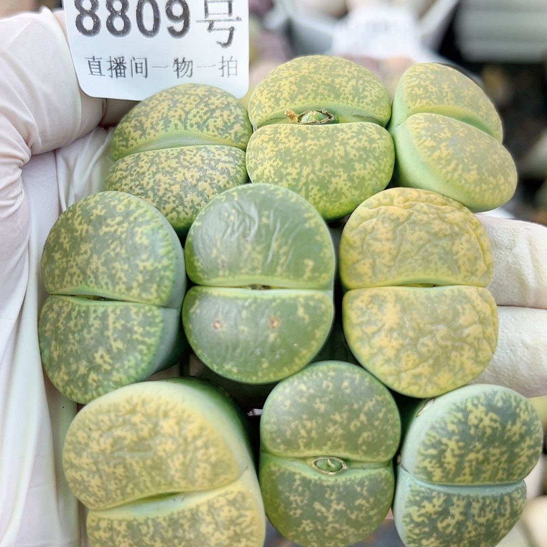 8809 好养易活生石花大母本9个2.5-3cm