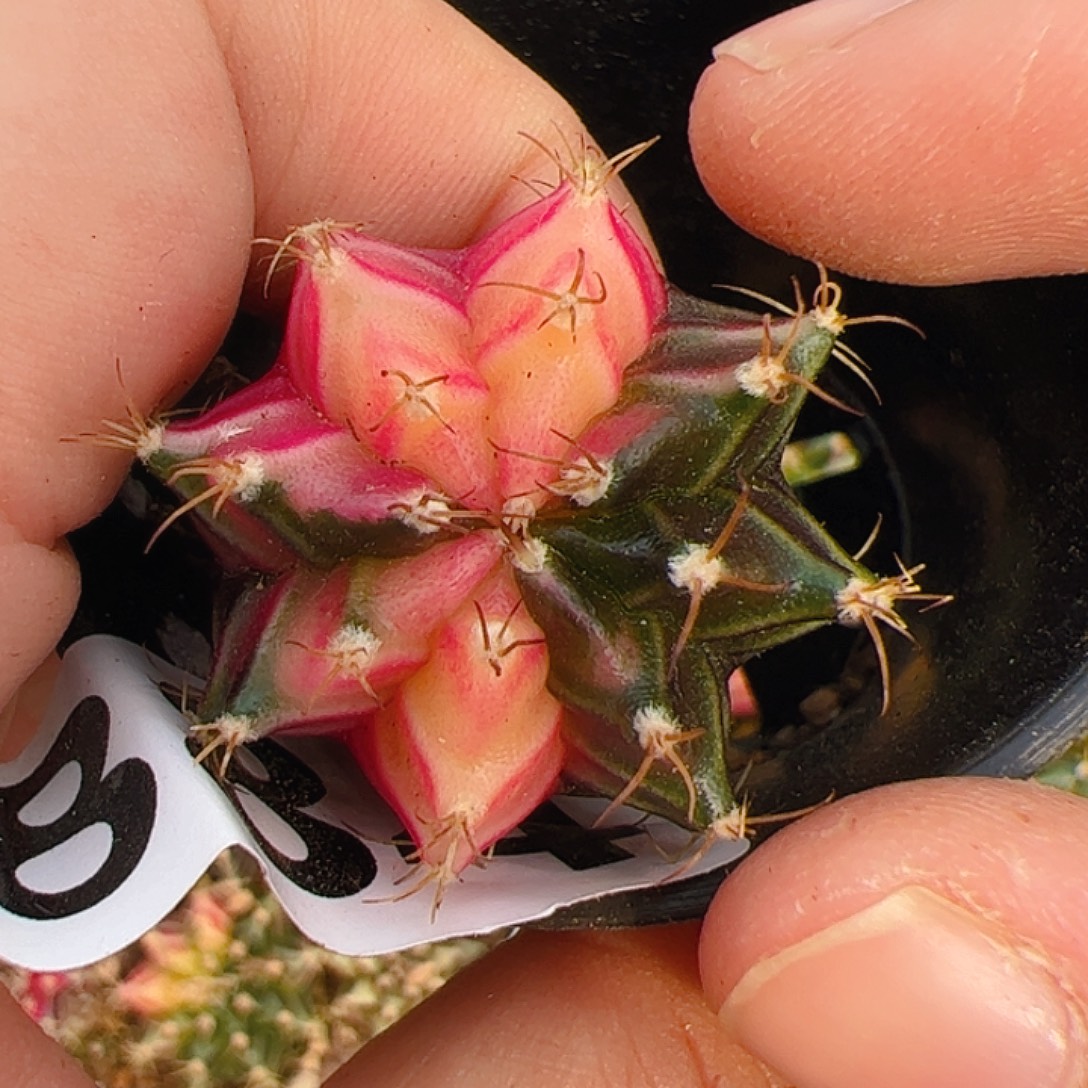 当前无花栽培后可以开花884