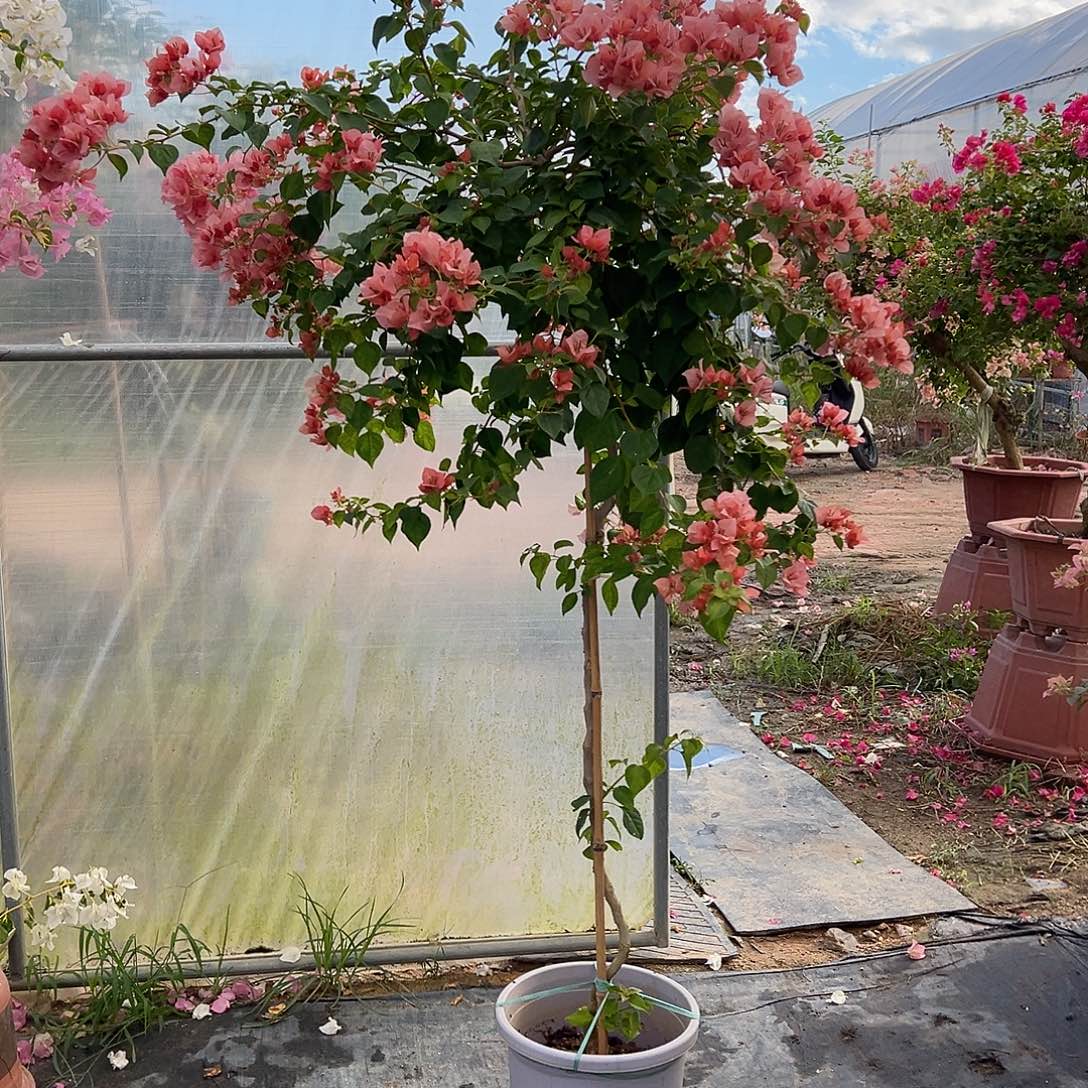 暗斑日落勤花品种