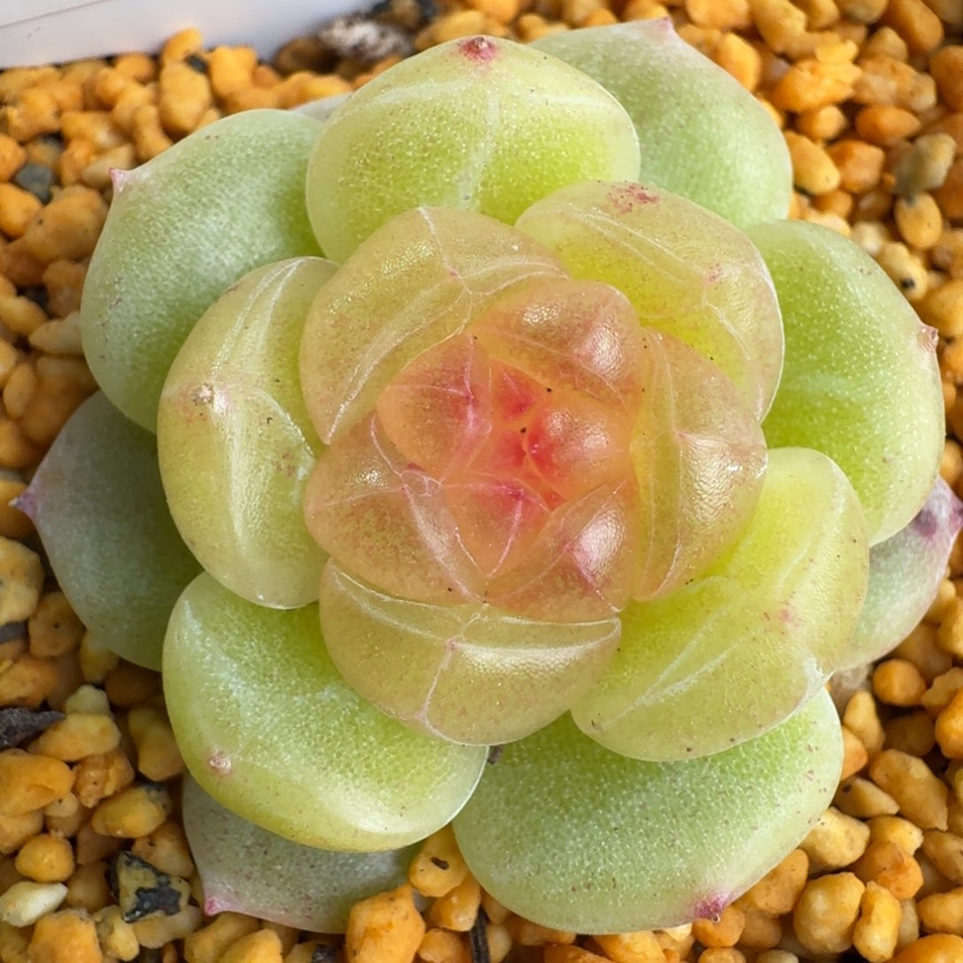 101-玉露单头一颗