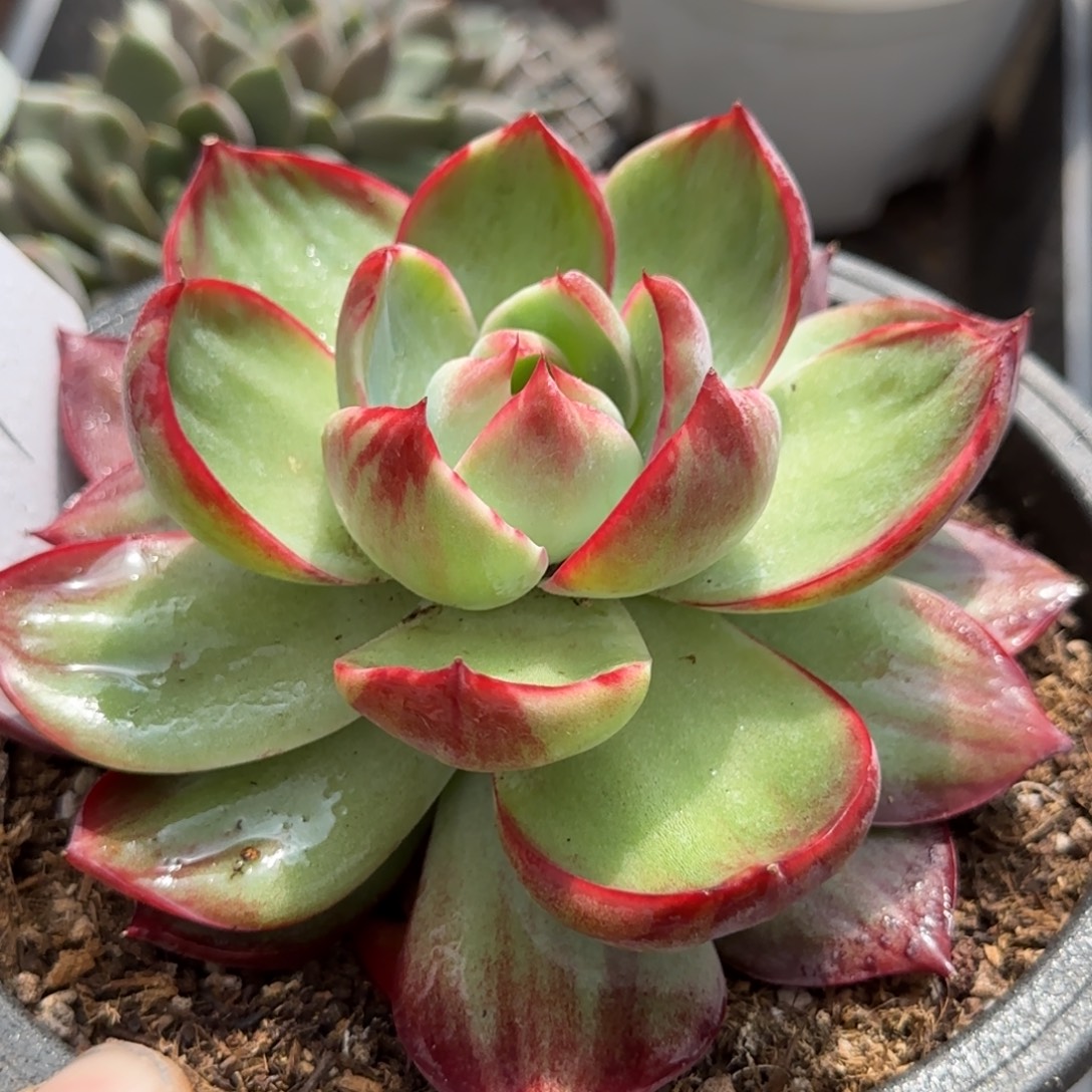 惊鸿一物一拍包装收缩花旱361