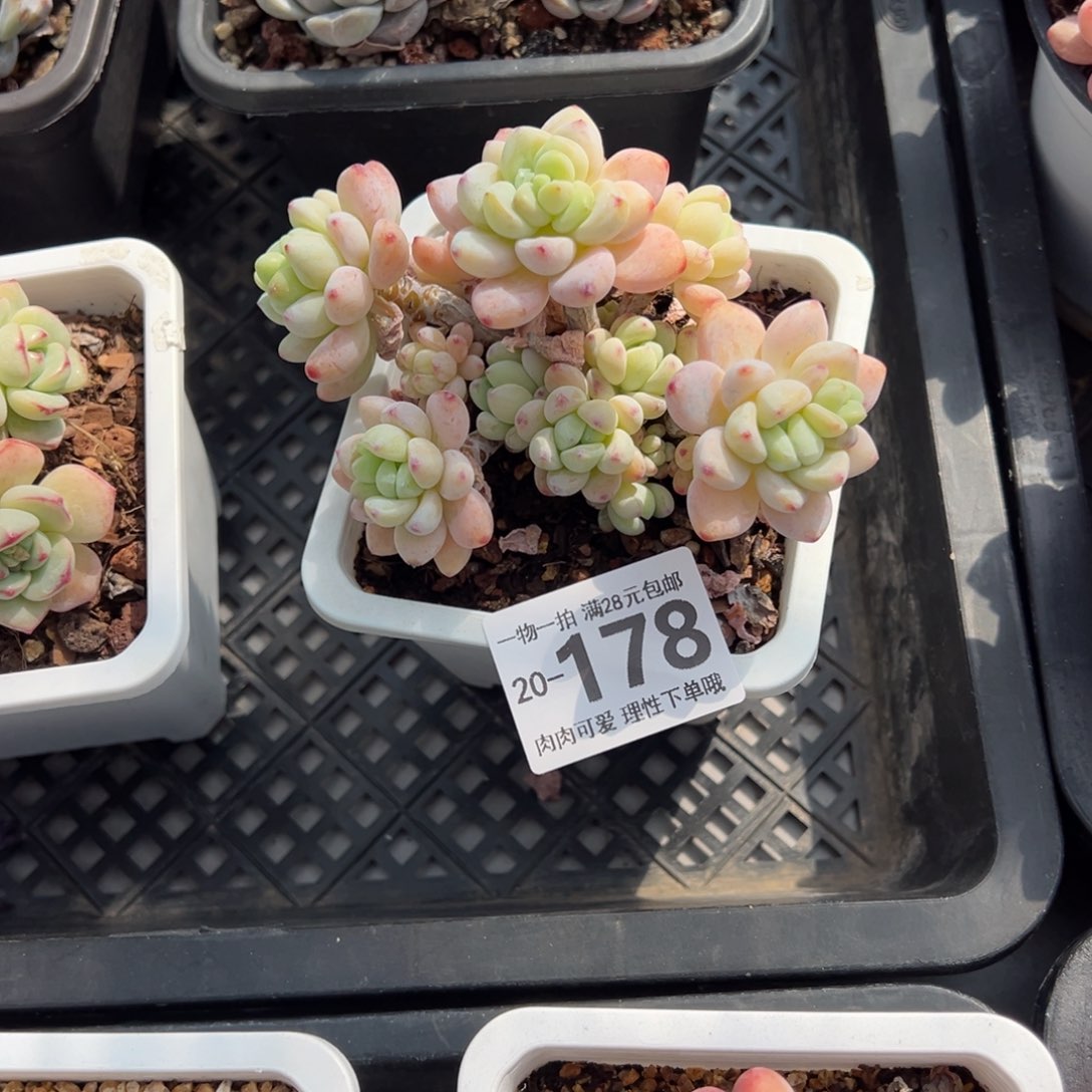 樱花罗绮多肉多肉多肉多肉