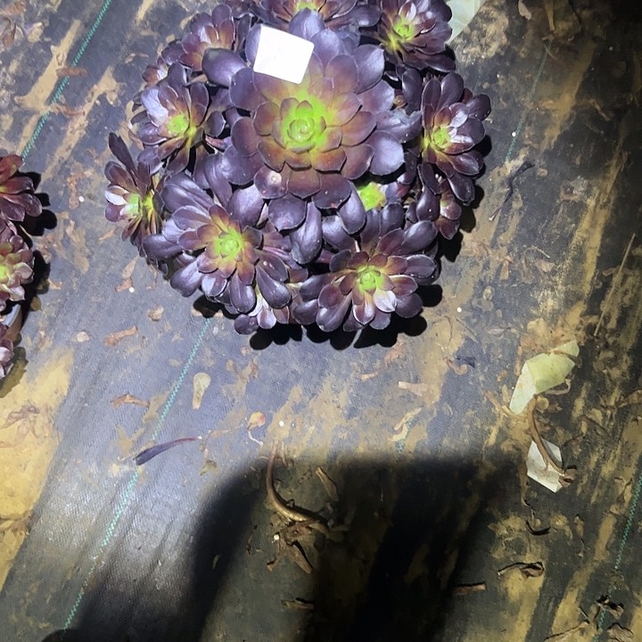 多肉法师植物链接14