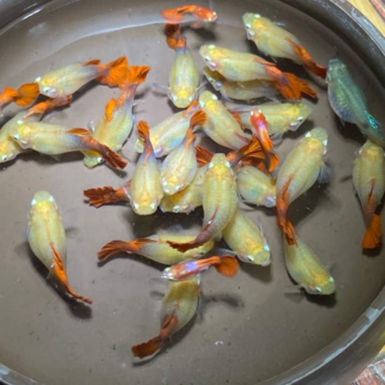 直播间精品福利孔雀鱼黄豹球大号种鱼（入缸后不包损）