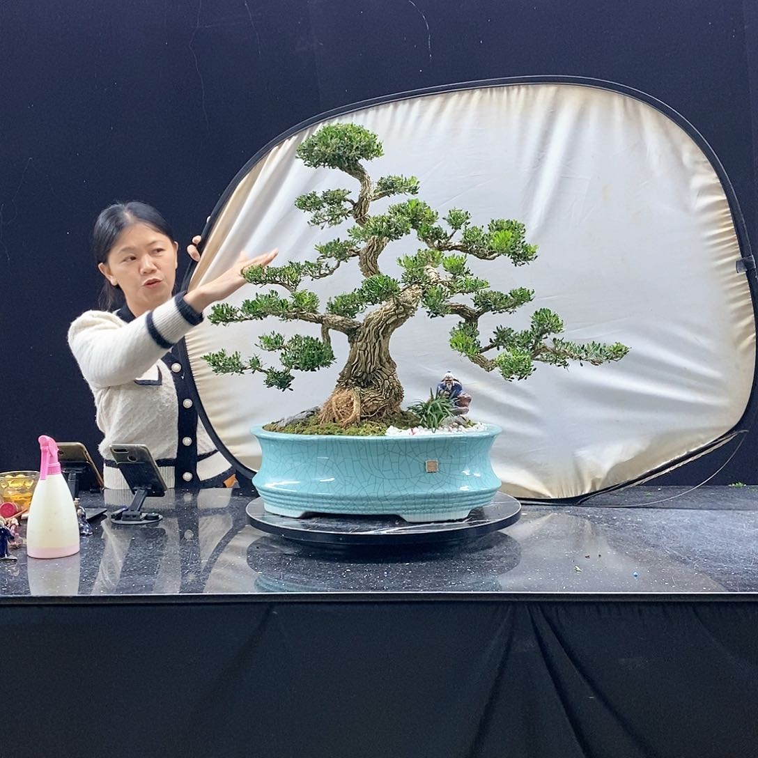 无花朵看*黄杨盆景造型