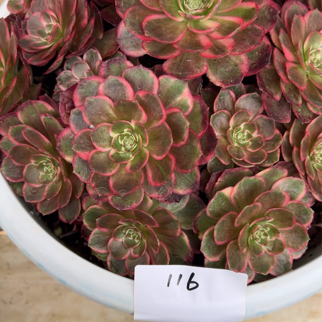 116多肉法师克拉克恋人一个