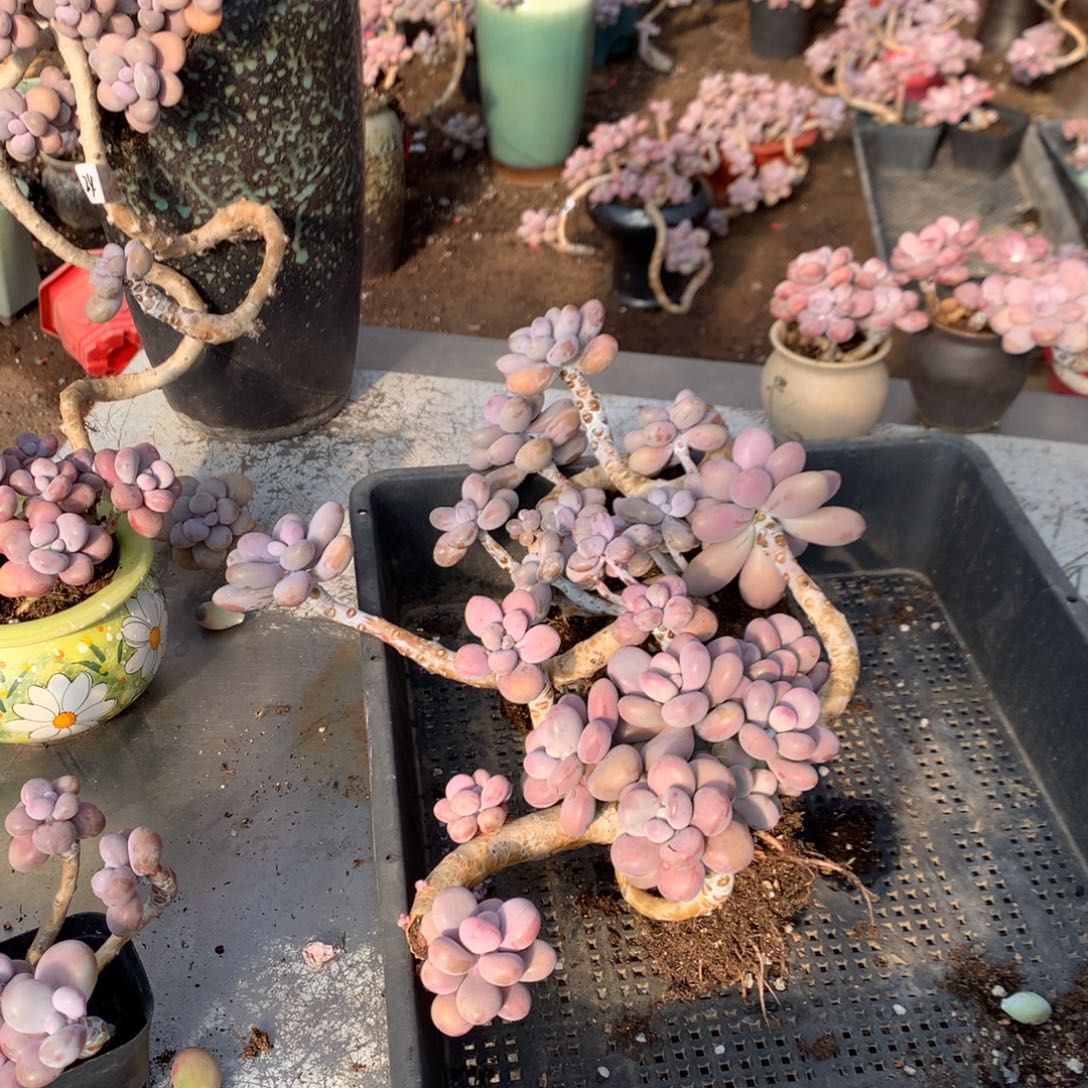 桃蛋老桩不带盆28号瑕疵福利